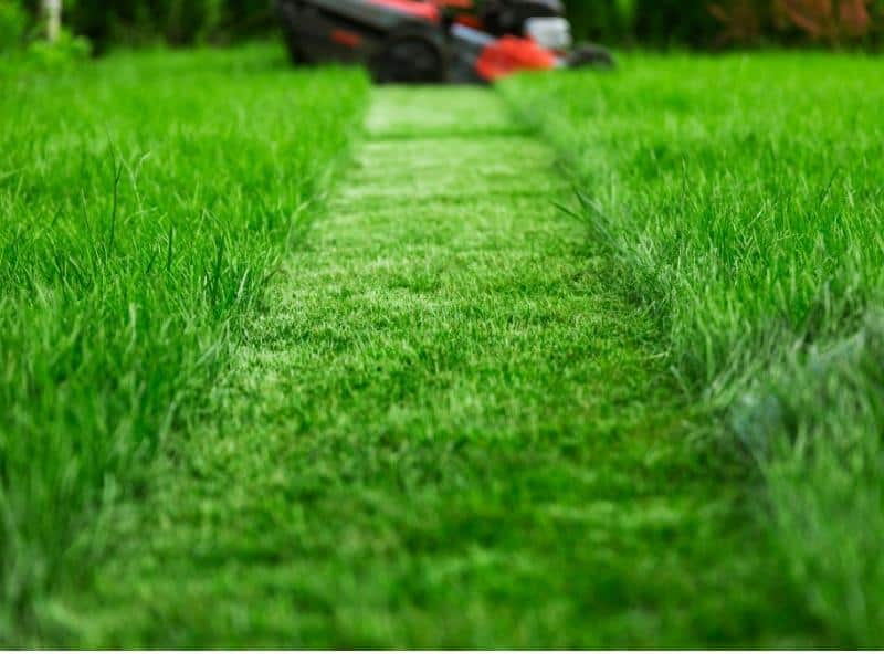 Freshly mowed professional lawn