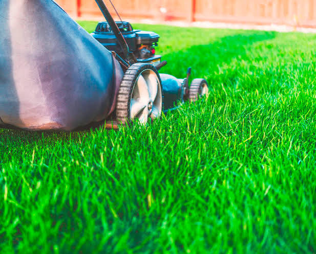 Freshly mowed professional lawn