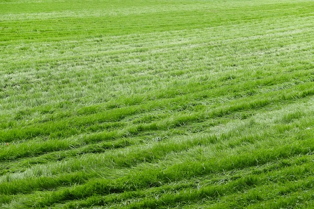 Professional mowing in progress